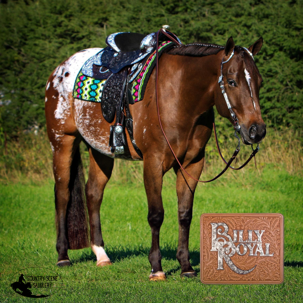 Billy Royal Scottsdale Classic Show Halters - Free Delivery