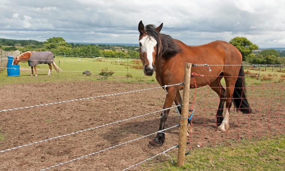 Is Electric Fencing Safe for horses?