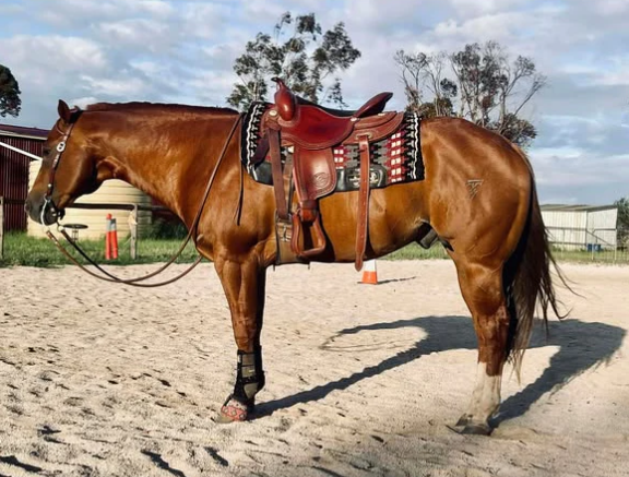 Syd Hill Western All Rounder Saddle