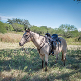 1581 Alabama Trail Gaiter - Country Scene Saddlery and Pet Supplies