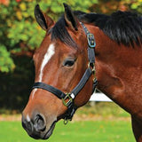 New! Schneiders® Dura-Tech® Cushion Web Halter - Country Scene Saddlery and Pet Supplies