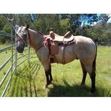 2727 Comal - Country Scene Saddlery and Pet Supplies