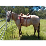 2727 Comal - Country Scene Saddlery and Pet Supplies