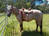 2727 Comal - Country Scene Saddlery and Pet Supplies