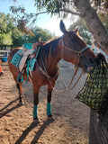 14", 15", 16" Double T Barrel Style Saddle with Filigree Print Seat. - Country Scene Saddlery and Pet Supplies