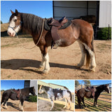 Syd Hill Barkley Stock Saddle with Swinging Fender, Leather – SHX Adjustable Tree - Country Scene Saddlery and Pet Supplies