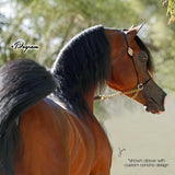 New! Billy Royal® Comfort Concho Original Thread - Country Scene Saddlery and Pet Supplies