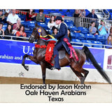 New! Victor Supreme Gene LaCroix Arabian Training Headstall - Country Scene Saddlery and Pet Supplies