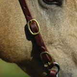 NEW! Billy Royal® Oiled Rolled One Ear Short Cheek Headstall with Quick Change Buckle Ends - Country Scene Saddlery and Pet Supplies