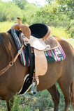6221 PROVEN MANSFIELD BARREL - Country Scene Saddlery and Pet Supplies