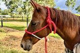 New! Ruby Rose Cowboy Halter - Country Scene Saddlery and Pet Supplies