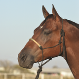 New! Classic Equine Rope Halter with Braided Rawhide Nose & Lead - Country Scene Saddlery and Pet Supplies