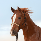 New! Classic Equine Rope Halter with Braided Rawhide Nose & Lead - Country Scene Saddlery and Pet Supplies