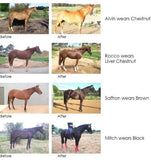 New! Show Colour Bucket Kit Pony - Country Scene Saddlery and Pet Supplies