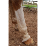 🐎 NEW! Supa Sox Grooming