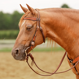 New! Schneiders® Tooled Concho Browband Ranch Headstall - Country Scene Saddlery and Pet Supplies