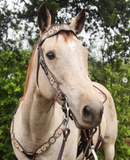New! Dogwood Desert - Country Scene Saddlery and Pet Supplies