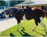 12", 13" Double T Youth Hard Seat Barrel style saddle - Country Scene Saddlery and Pet Supplies