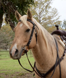 New! 2611 Bluestem Trail Saddle by Circle Y. - Country Scene Saddlery and Pet Supplies