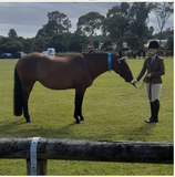 Black False Tails - Horse Tails