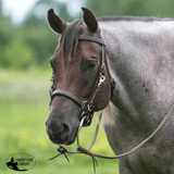 Billy Royal® Deluxe Trail Halter Bridle Combo - Country Scene Saddlery and Pet Supplies