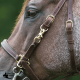 Billy Royal® Deluxe Trail Halter Bridle Combo Halters