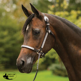 New! Billy Royal® Gemini Arabian Silver Show Halter