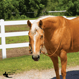 Billy Royal® Harness Leather Quick Change Bridle - Country Scene Saddlery and Pet Supplies