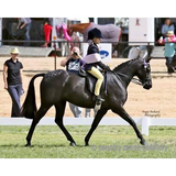 New! Black False Tails Posted* From Horse