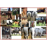 Black False Tails - Country Scene Saddlery and Pet Supplies