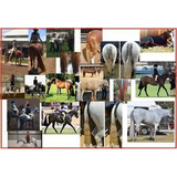 New! Black False Tails Posted* From Horse