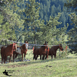 NEW! Cashel High Line Swivel - Country Scene Saddlery and Pet Supplies