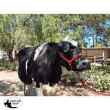 New! Cattle Halter - Country Scene Saddlery and Pet Supplies