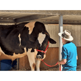 New! Cattle Halter - Country Scene Saddlery and Pet Supplies