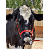 New! Cattle Halter - Country Scene Saddlery and Pet Supplies