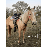 CSSB06 Chocolate Floral Tooled Barrel Saddle Barbed Wire - Country Scene Saddlery and Pet Supplies
