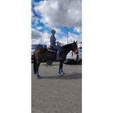 CSSB10 Floral Tooled Buckstitch Barrel Saddle - Country Scene Saddlery and Pet Supplies