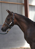 New!  PVC Halter Black - Stainless Steel Fittings with Engraved Horse Nameplate