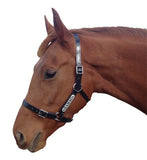 New! PVC Halter Black - Stainless Steel Fittings with Engraved Horse Nameplate - Country Scene Saddlery and Pet Supplies