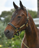 Leather Halter - Brass Fittings with Engraved Horse Nameplate