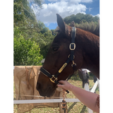 Leather Halter - Rose Gold Fittings with Engraved Horse Nameplate - Country Scene Saddlery and Pet Supplies