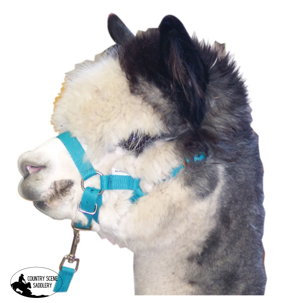 Martins Alpaca Halter Headstall Head Stall & Lead Set - Country Scene Saddlery and Pet Supplies