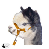 Martins Alpaca Halter Headstall Head Stall & Lead Set - Country Scene Saddlery and Pet Supplies