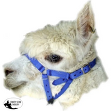 Martins Alpaca Halter Headstall Head Stall & Lead Set - Country Scene Saddlery and Pet Supplies