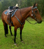 CSS Chocolate with turquoise bling detail and tooling. - Country Scene Saddlery and Pet Supplies