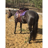 New! 6808 OYSTER CREEK TRAIL - Country Scene Saddlery and Pet Supplies
