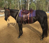 New! 6808 OYSTER CREEK TRAIL - Country Scene Saddlery and Pet Supplies