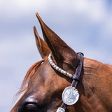 NEW! Billy Royal® Bainbridge Classic Two Ear Headstall - Country Scene Saddlery and Pet Supplies