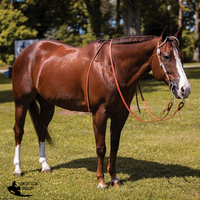 New! .billy Royal® Box Cheek Two Ear Headstall Posted.