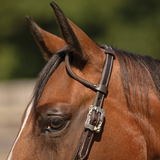 New! Billy Royal® Canyon Ranch Two Ear Ranch Headstall Draft Horse Girth